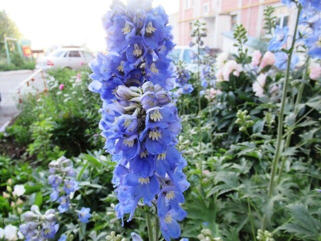 7 красивоцветущих высокорослых многолетников, которые всегда украсят ...