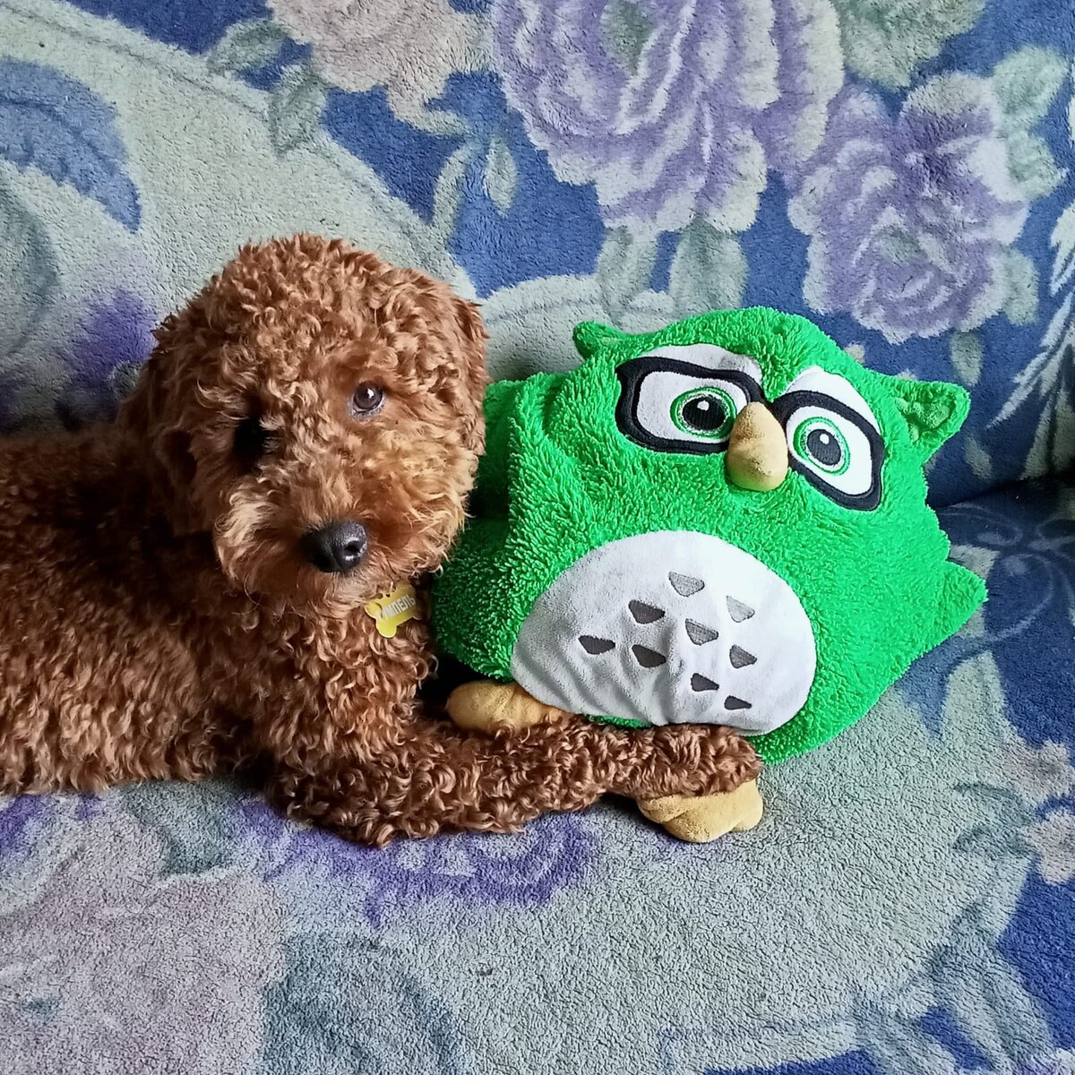 Румпель: - Сова, одна штука. Записывай.