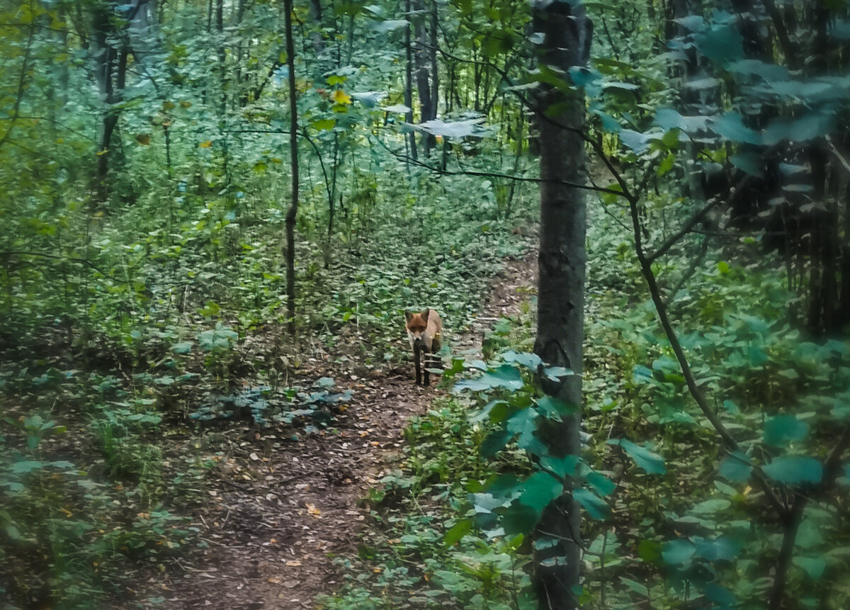 Лиса в московском парке. Фото автора