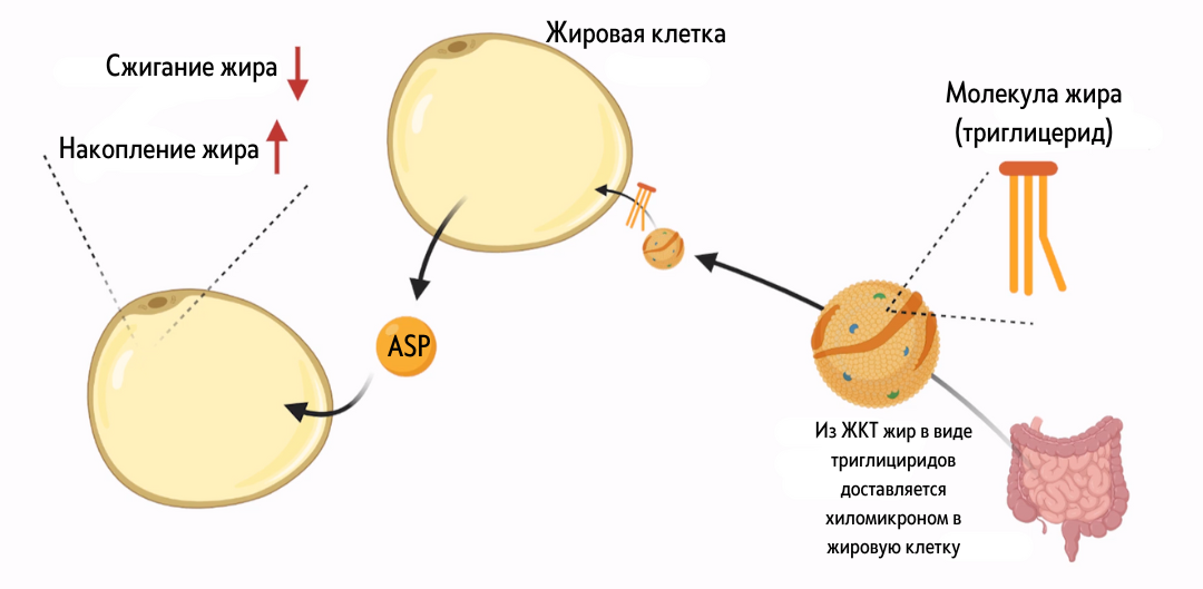 Связи клеточного дыхания с другими путями (статья) | Академия Хана