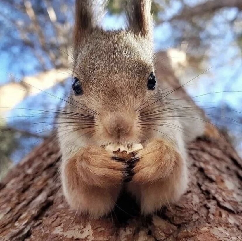 Белка с Сургута