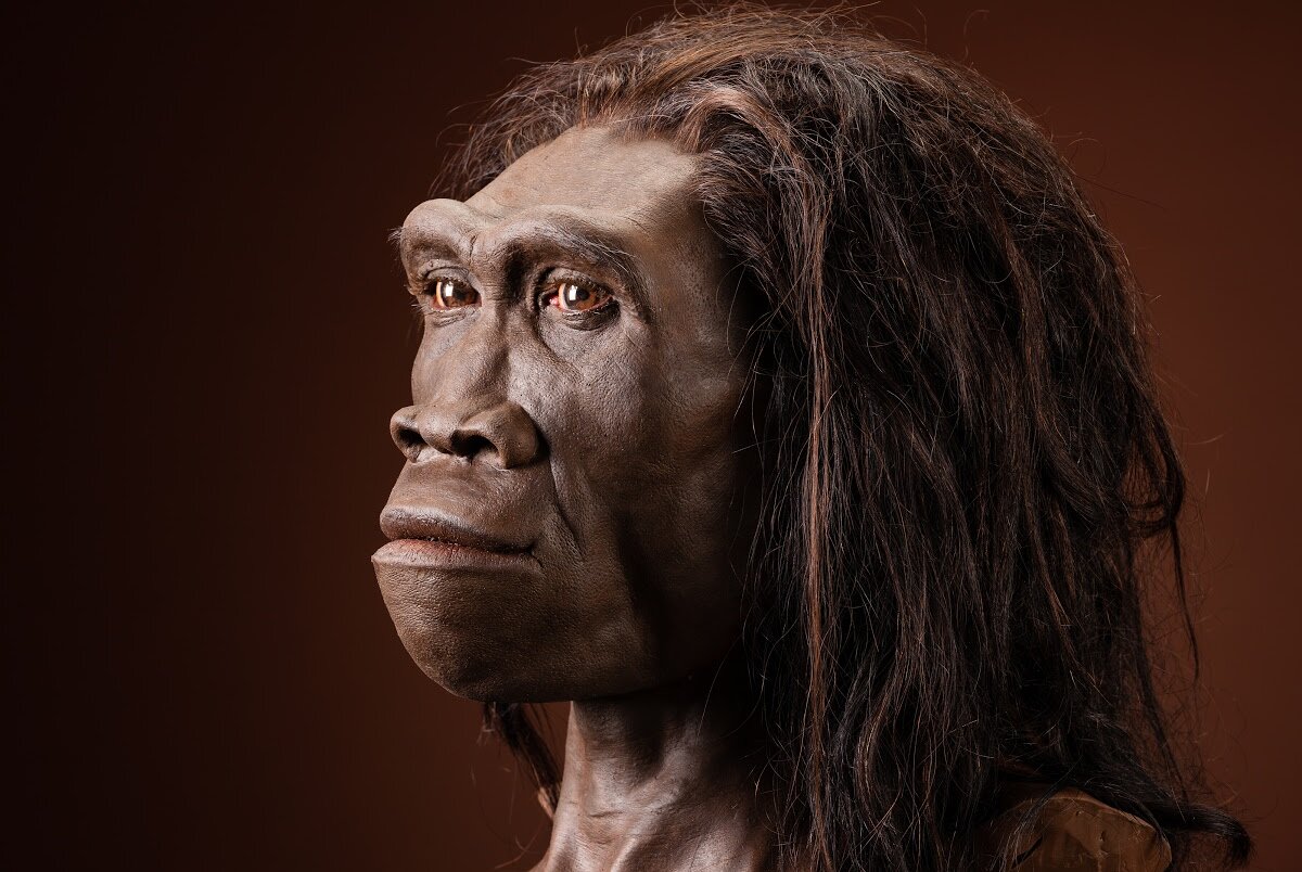 1 млн лет. Питекантроп на острове Ява. Homo Erectus Erectus питекантроп. Хомо хабилис хомо Эректус хомо эргастер. Человек прямоходящий питекантроп синантроп.