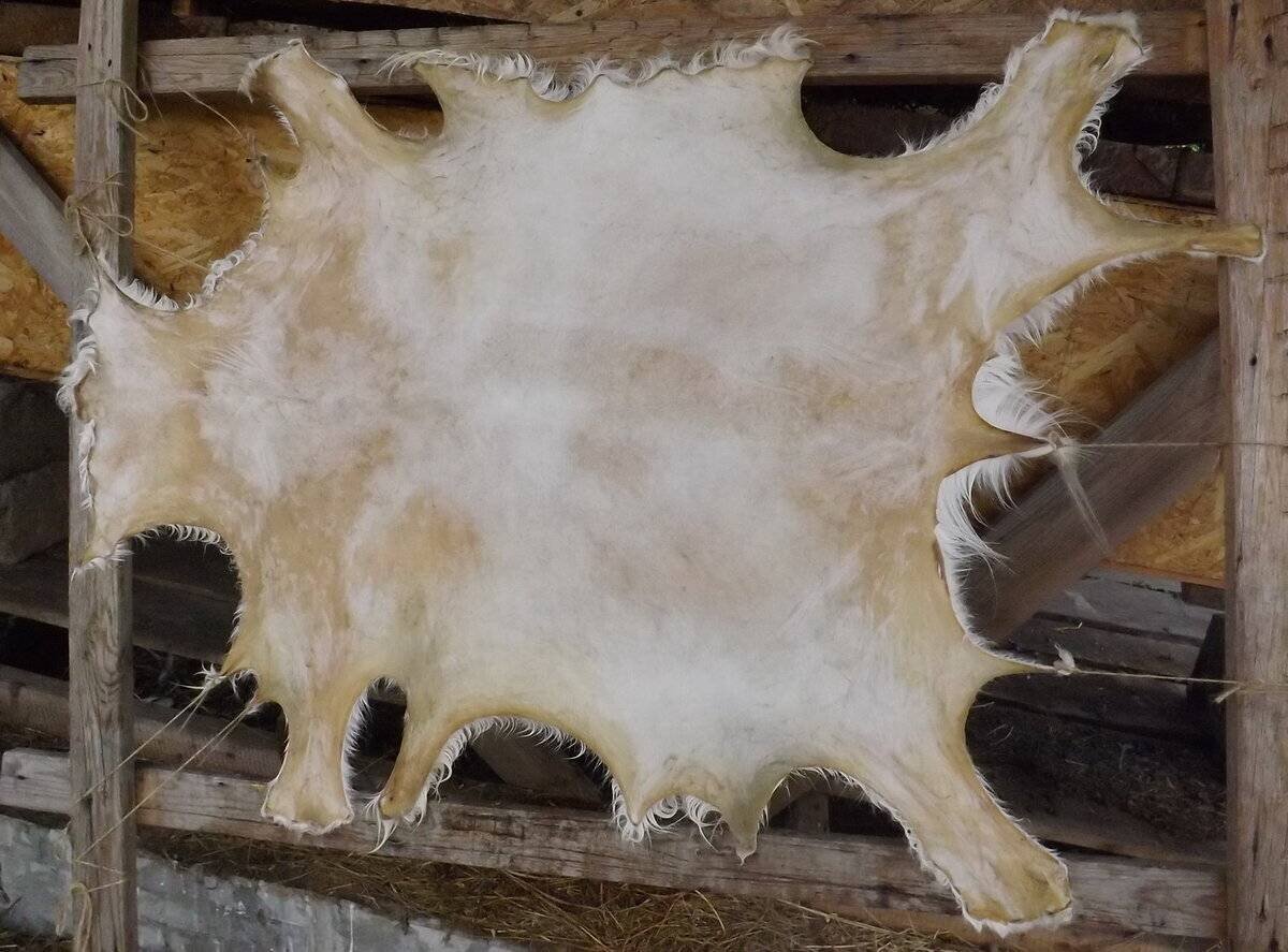 выделка кожи. фото из сети.