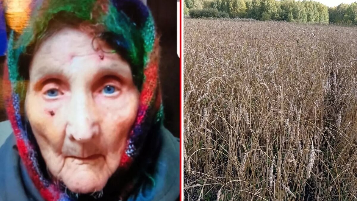     В Красноярском крае нашли 94-летнюю пенсионерку, которая провела в лесу пять дней без еды.