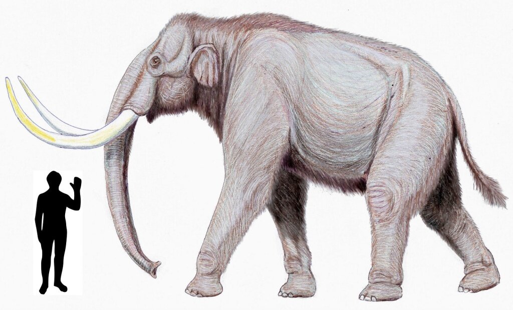 Степной мамонт (Мammuthus trogontherii)