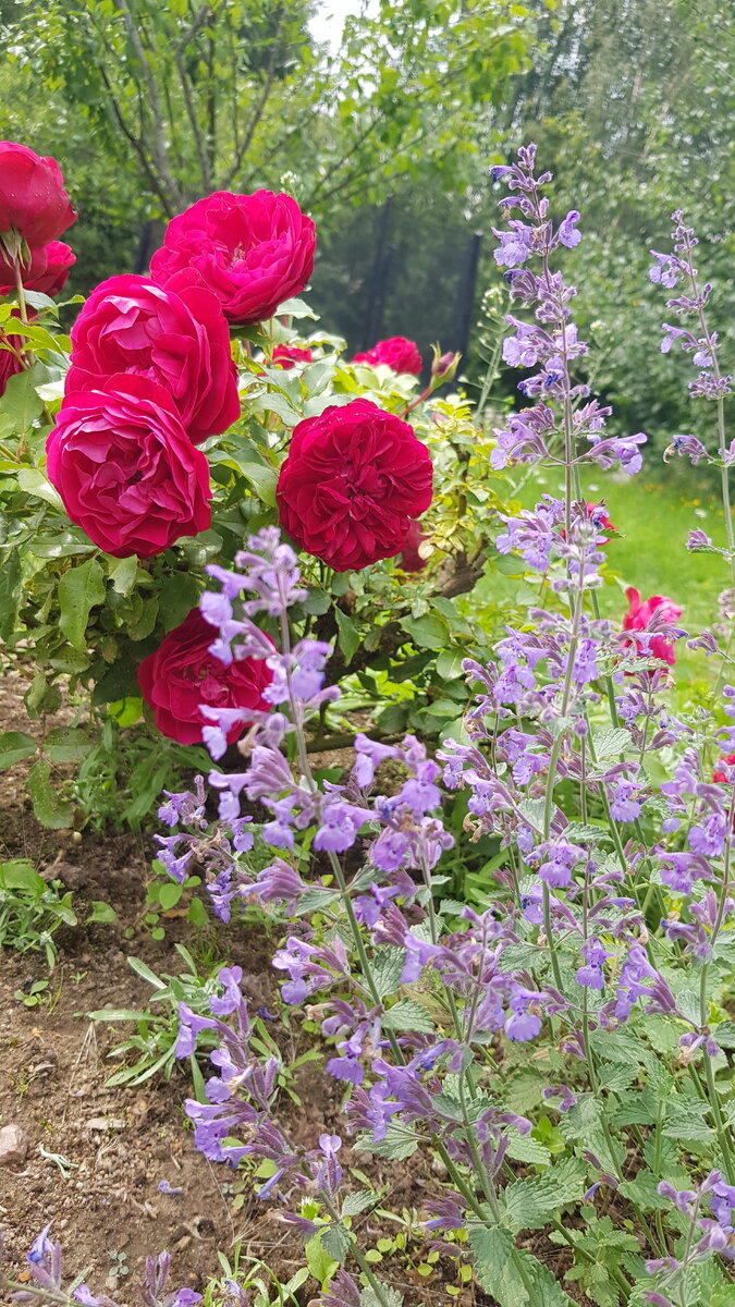 Роза флорибунда "Leonardo da Vinci" (Red)