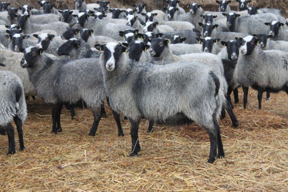 Куплю овец ягнят. Романовская порода Баранов. Грубошерстные породы овец Романовская. Ярочки Романовской породы. Порода романовских овец.