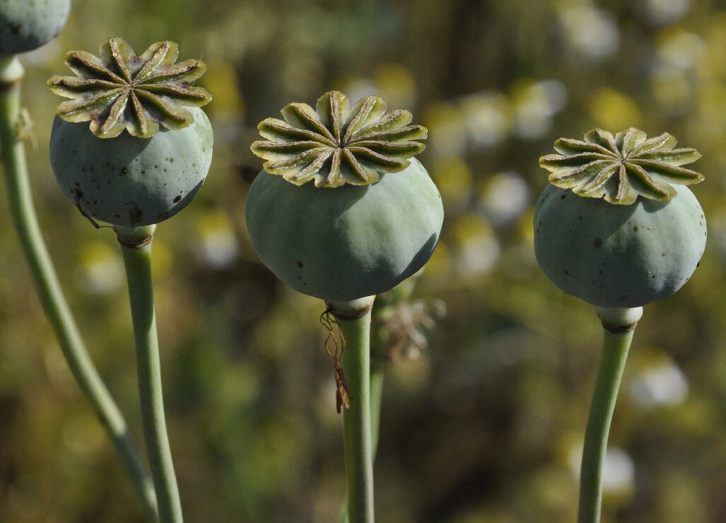 Название мака. Папавер коробочка мака. Коробочки Мак снотворный Papaver somniferum. Опийный Мак коробочка. Мак снотворный соцветие.