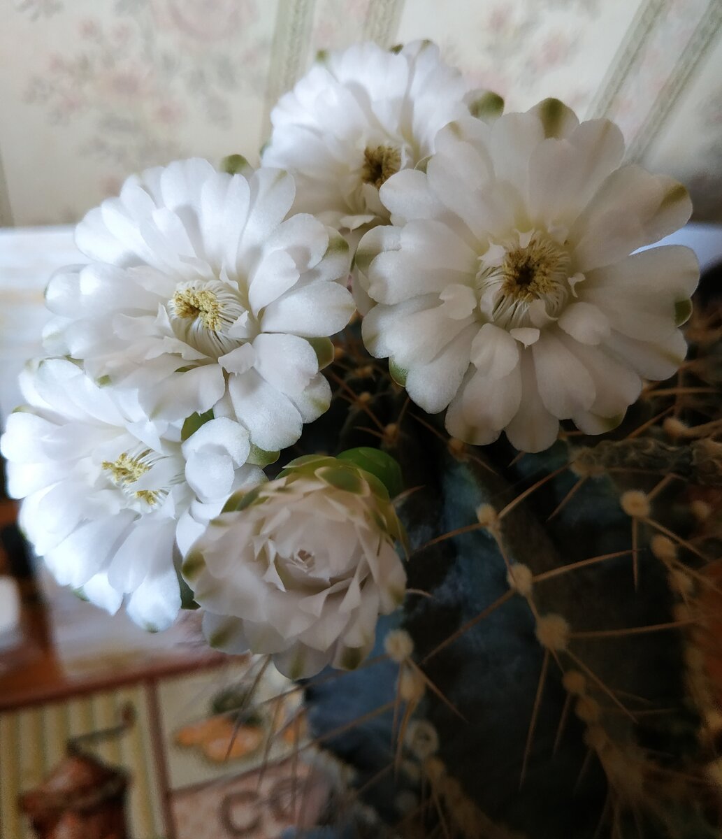 Цветущий кактус. Личное фото.