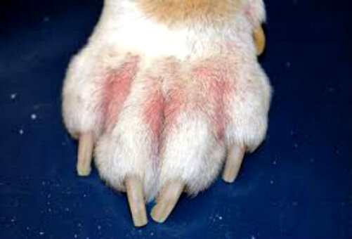 Причины и лечение розового пятна у собаки - советы ветеринара
