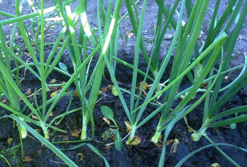 Лук в начале июля.