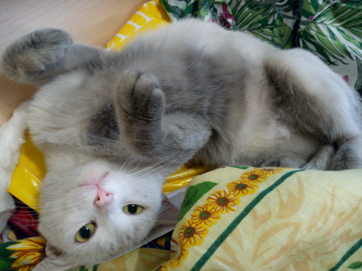 Наша белоснежная Снежинка знает толк в лени. А еще она решила сменить имидж