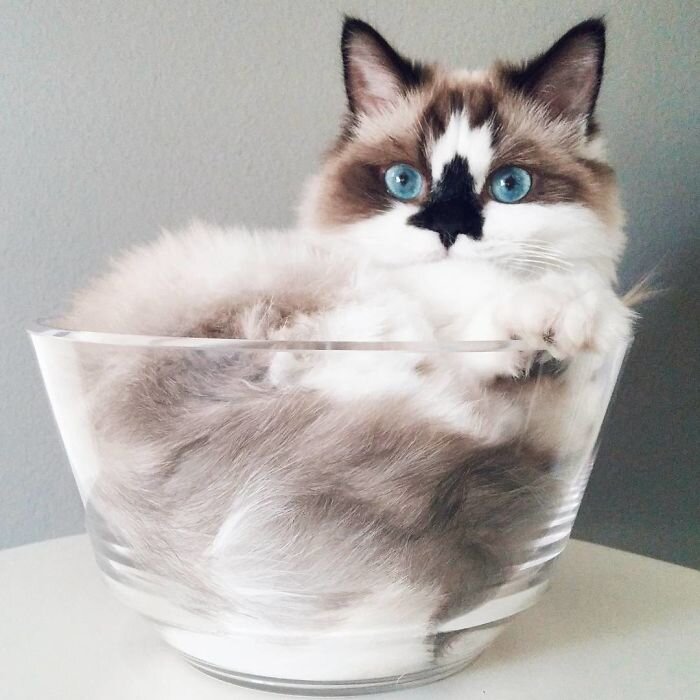 Источник: www.instagram.com/albertbabycat