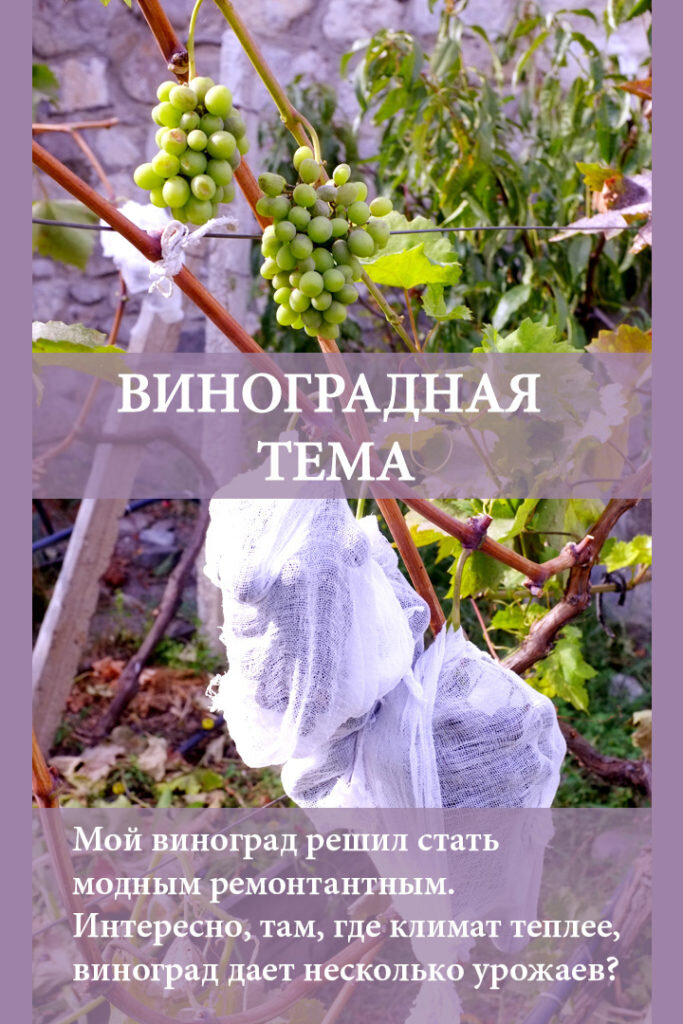 Вот Он ВИНОГРАД — заставка — Наталия Попова — Профессиональный Художник и Профессиональный Флорист