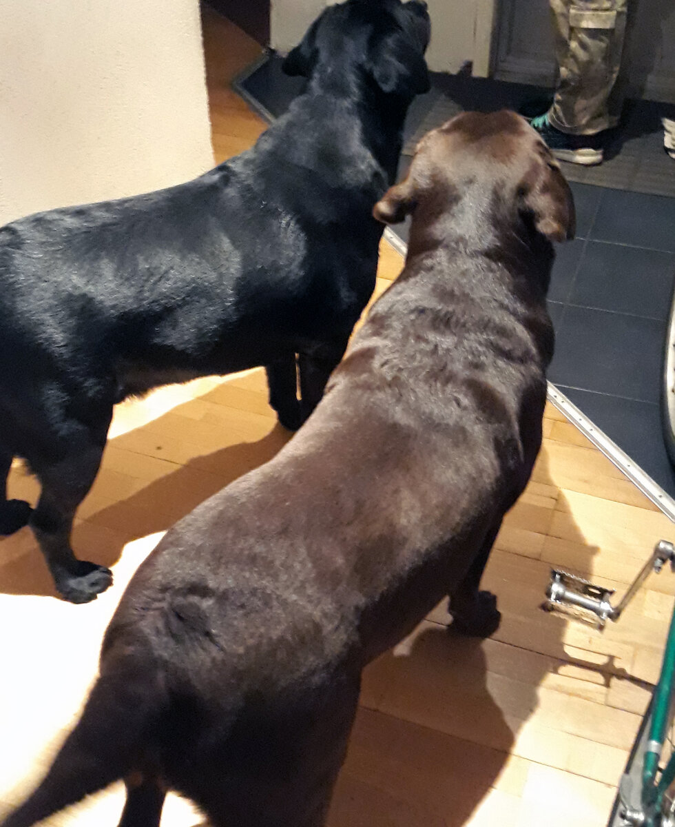 Собачата в предвкушении встречи