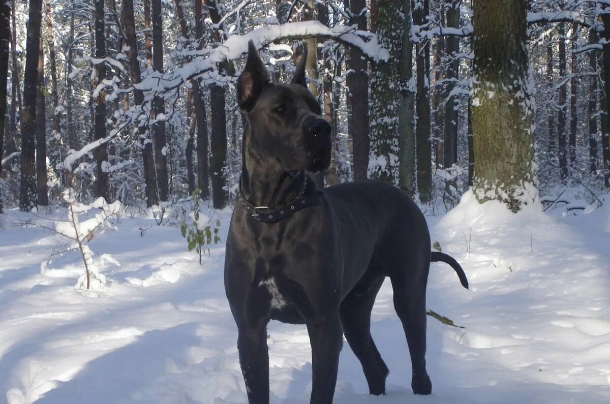 Немецкий дог