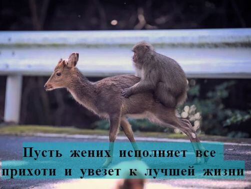 Фото с портала: https://klopik.com
