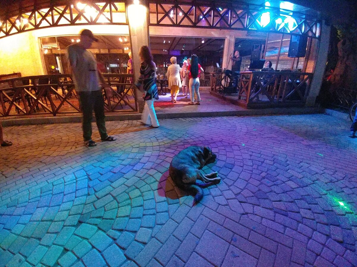 Эта собака постоянно присутствует в центре круга танцующих. Лежит безучастно.