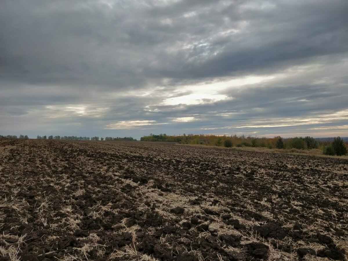 Зачем нужна осень? | Дневник полевика | Дзен