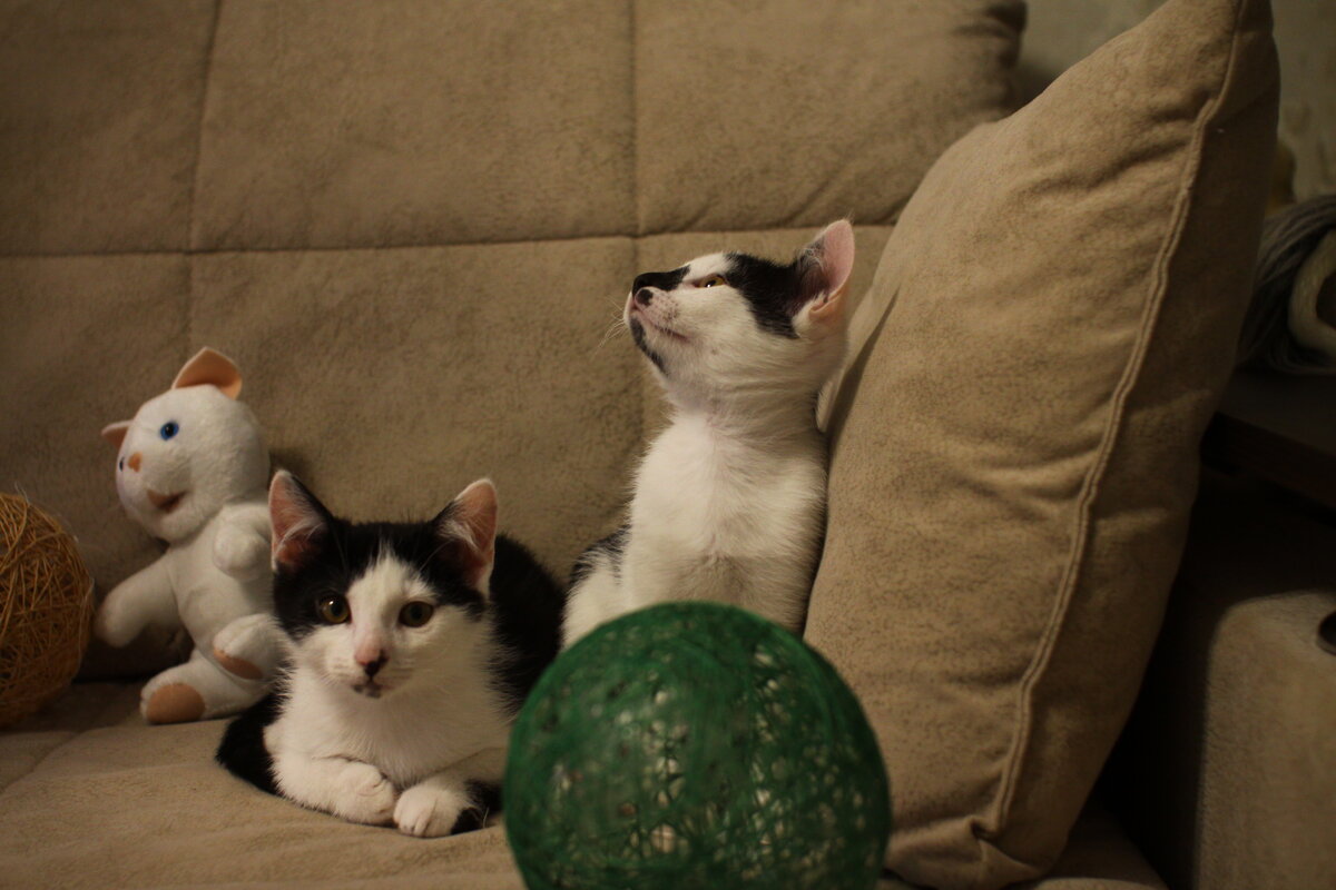 Котята. Фото