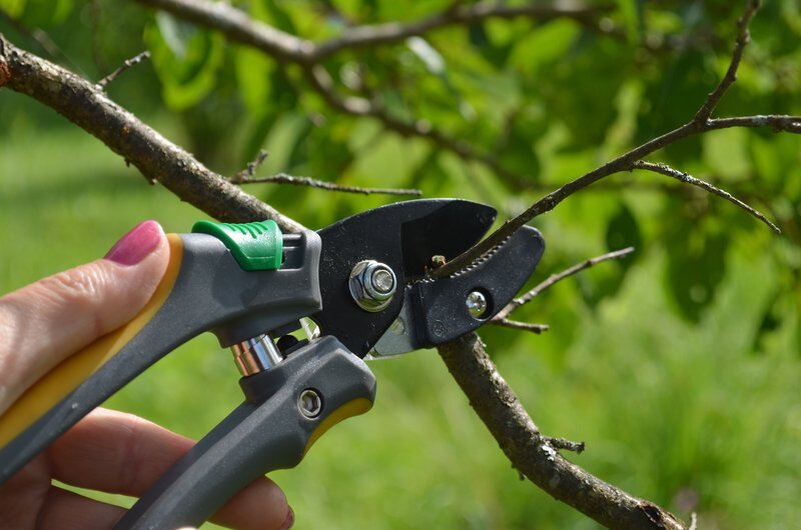 Осенняя обрезка сливы.