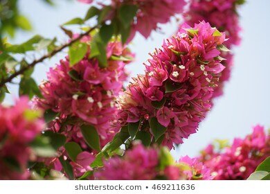 https://www.shutterstock.com/image-photo/bougainvillea-469211636