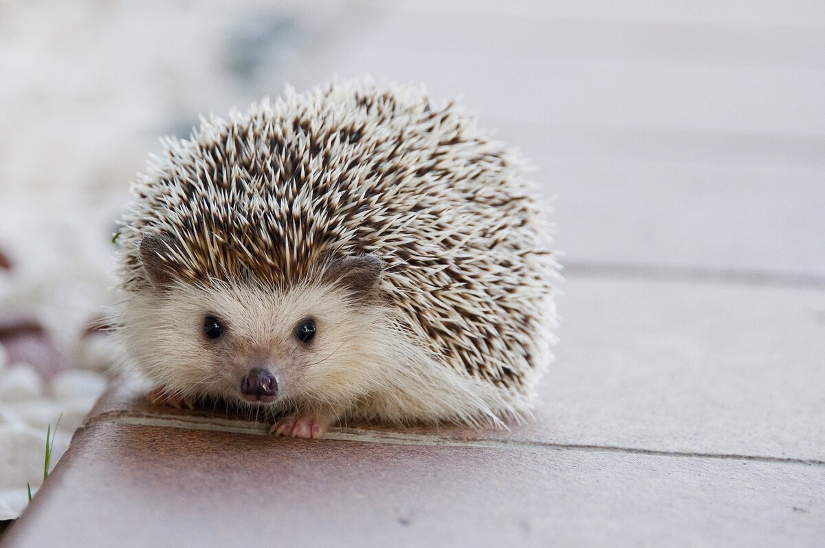 https://cdn.pixabay.com/photo/2016/02/22/10/06/hedgehog-1215140_1280.jpg