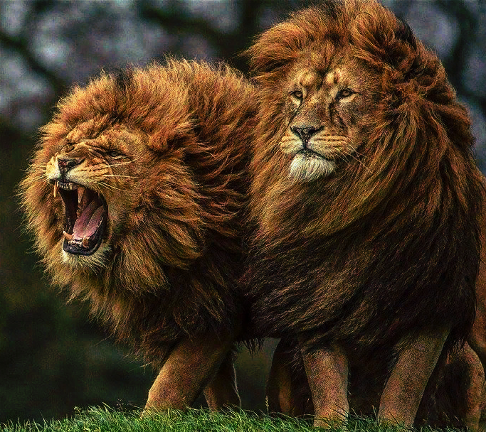 Знак зодиака лев, сильный лев, гороскоп для льва