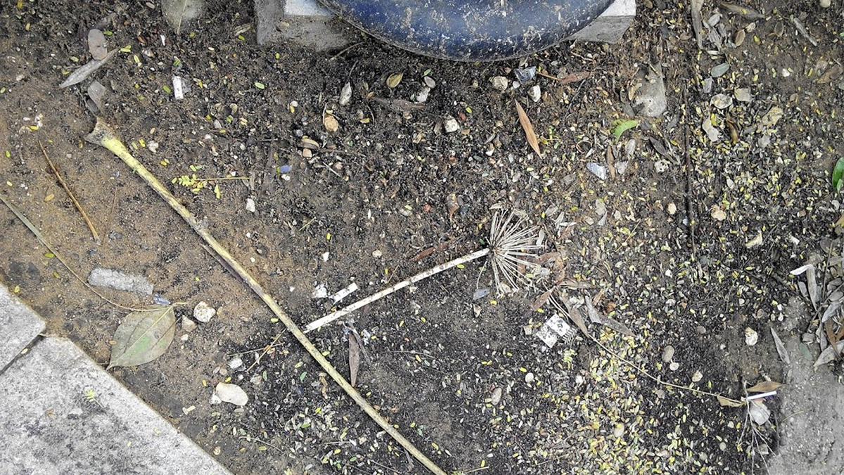 (Парк после дождя. Ришон-ле-Цион.)