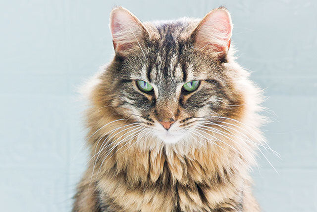 Norwegian Forest Cat