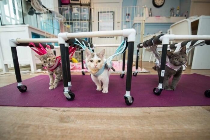 Источник: www.facebook.com/kittenrescue