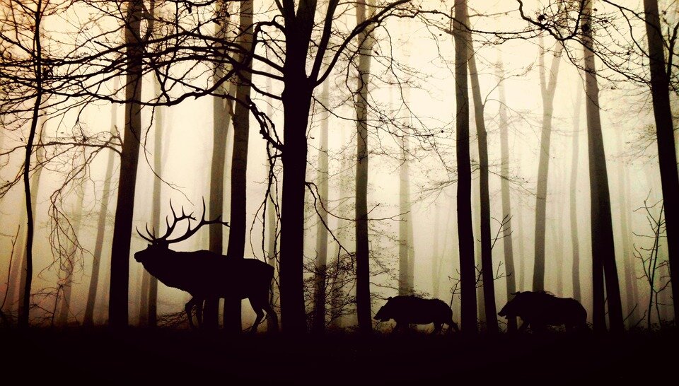 https://cdn.pixabay.com/photo/2016/11/12/11/51/forest-1818690_960_720.jpg