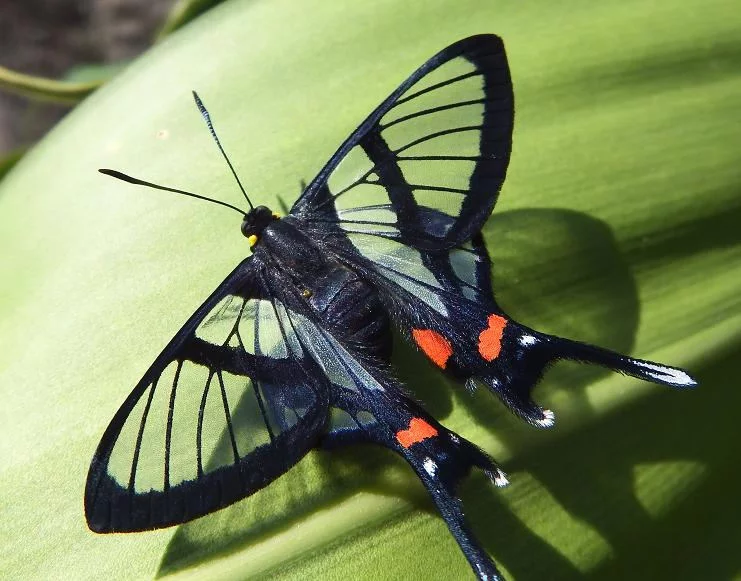 Фото: Красно-черная бабочка Papilio Rumanzovia. Завтрак на цветке сирени.