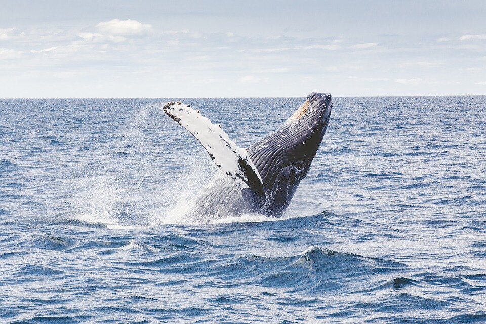 https://cdn.pixabay.com/photo/2016/02/19/10/34/humpback-whale-1209297_960_720.jpg