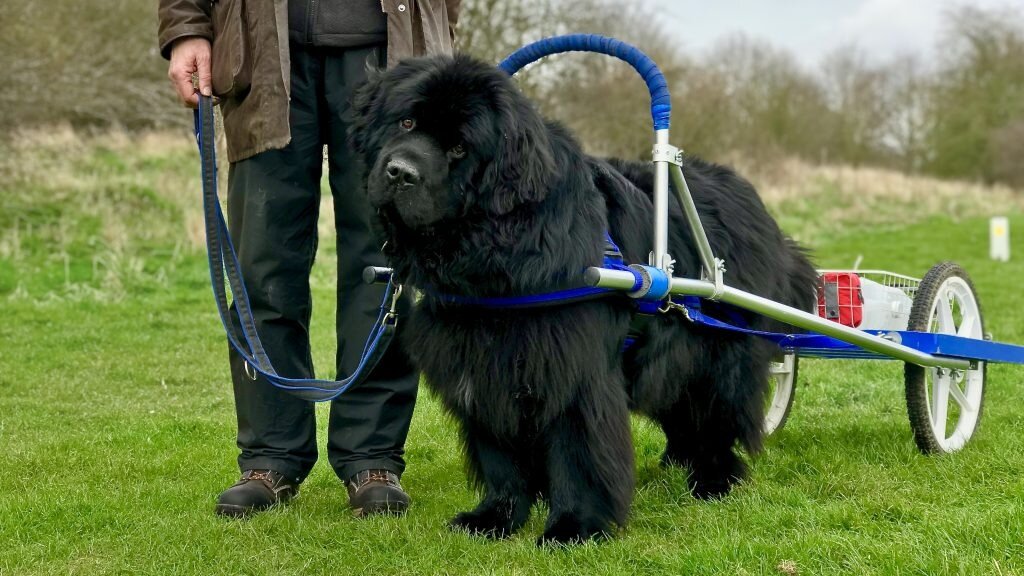 Черный ньюфаундленд. У них тоже допускаются небольшие белые отметины на лапах и груди.