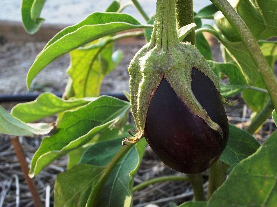 https://pixabay.com/photos/eggplant-fruit-orchard-1548559/