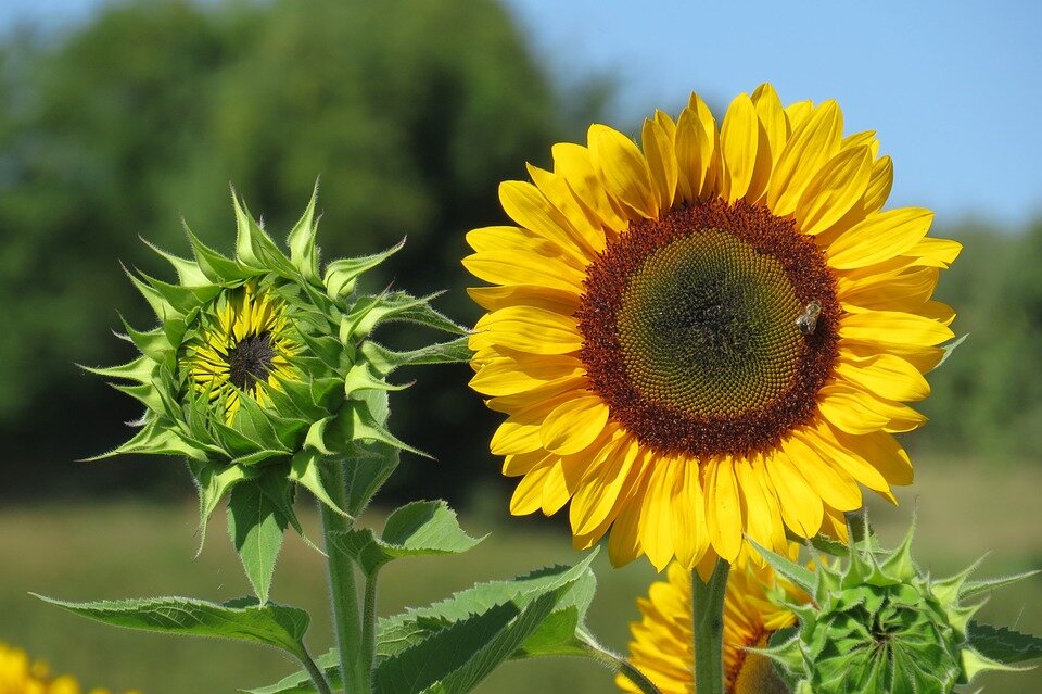 https://cdn.pixabay.com/photo/2018/07/26/18/03/sunflower-3564207_960_720.jpg