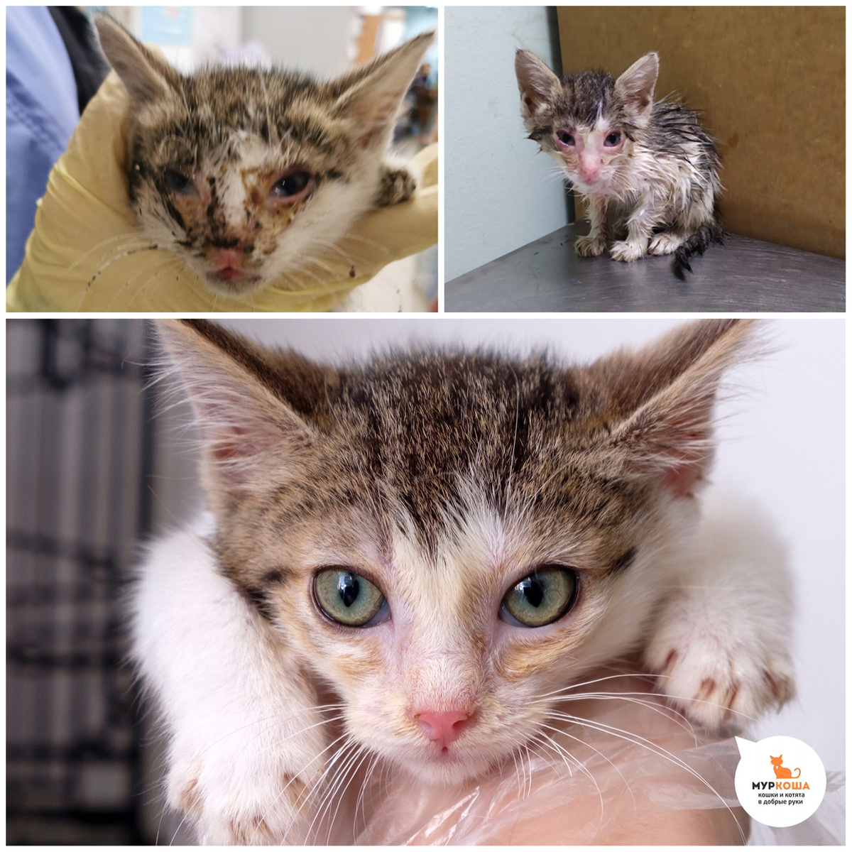 Фото при поступлении в приют и спустя месяц в приюте 