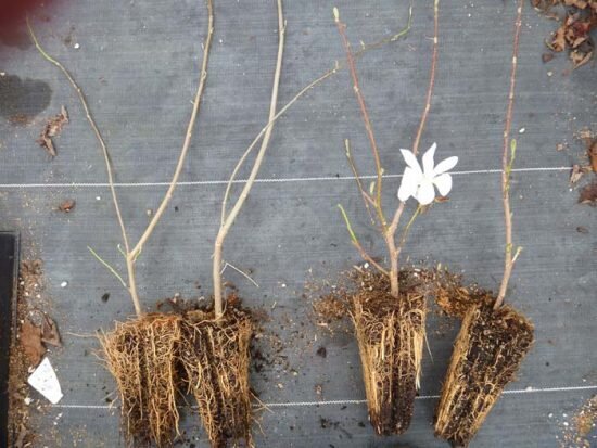 фото из интернета Примерно такой саженец был посажен