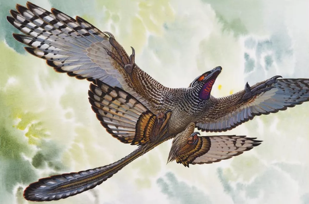 Тот самый четырёхкрылый оперённый динозавр. Очевидно, что перья на задних конечностях животина использовала исключительно для полёта. 