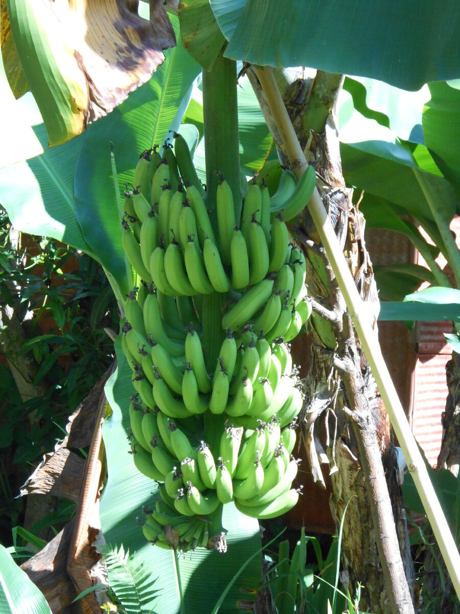 бананы растут во дворе моего гестхауса в Татоне