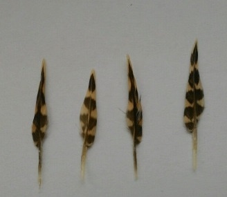 Вот так выглядят легендарные "живописные перья".