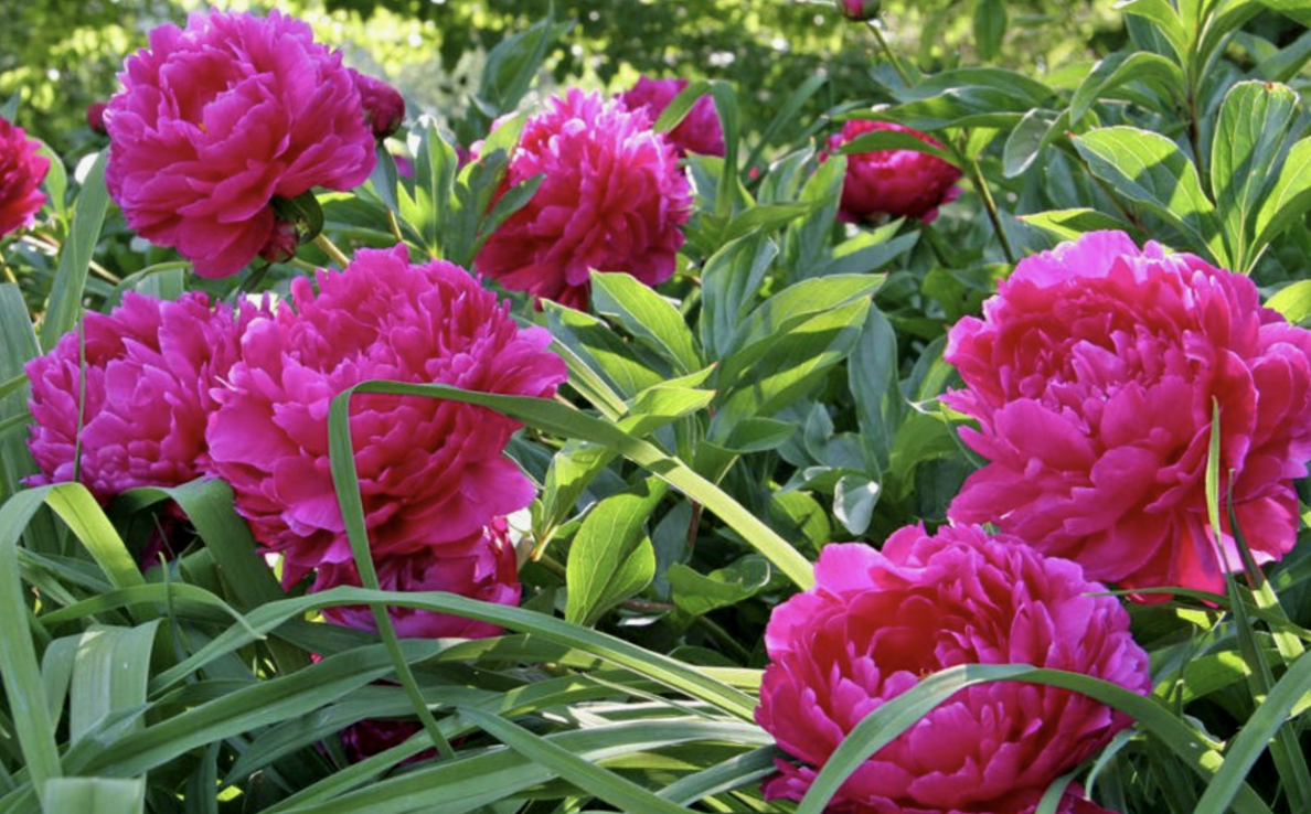 Популярный сорт с махровыми цветами "Rosea Plena"