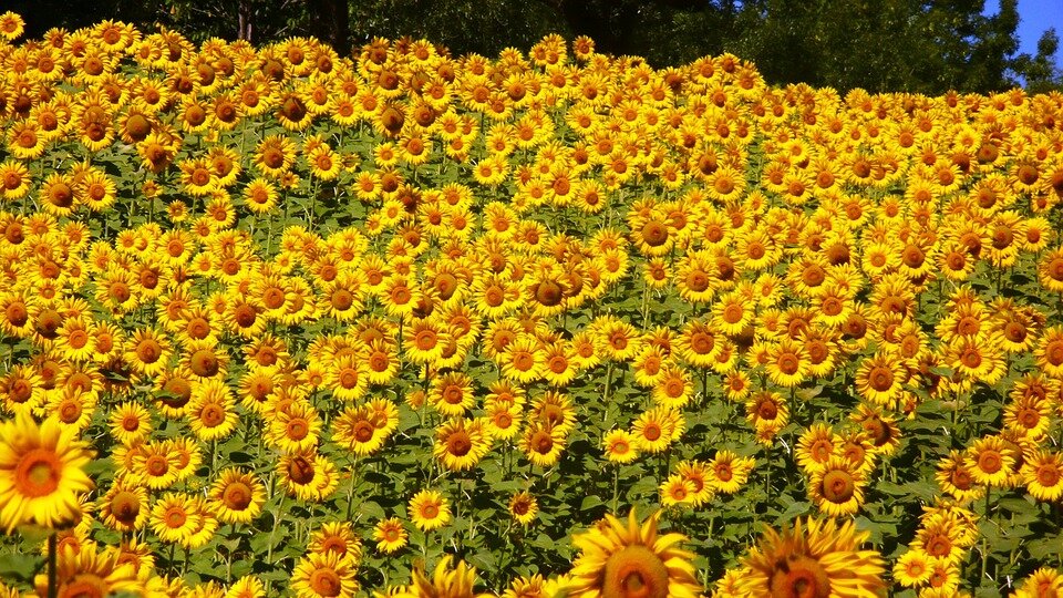 https://cdn.pixabay.com/photo/2013/01/25/14/11/sunflowers-76119_960_720.jpg