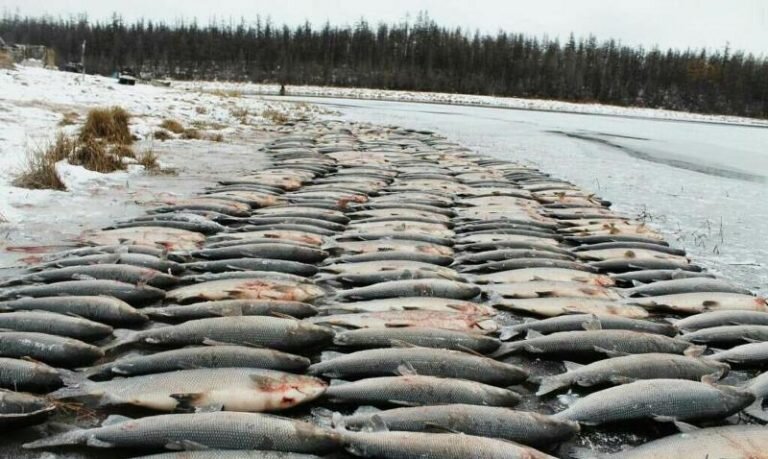 Ненецкий автономный округ рыбалка охота
