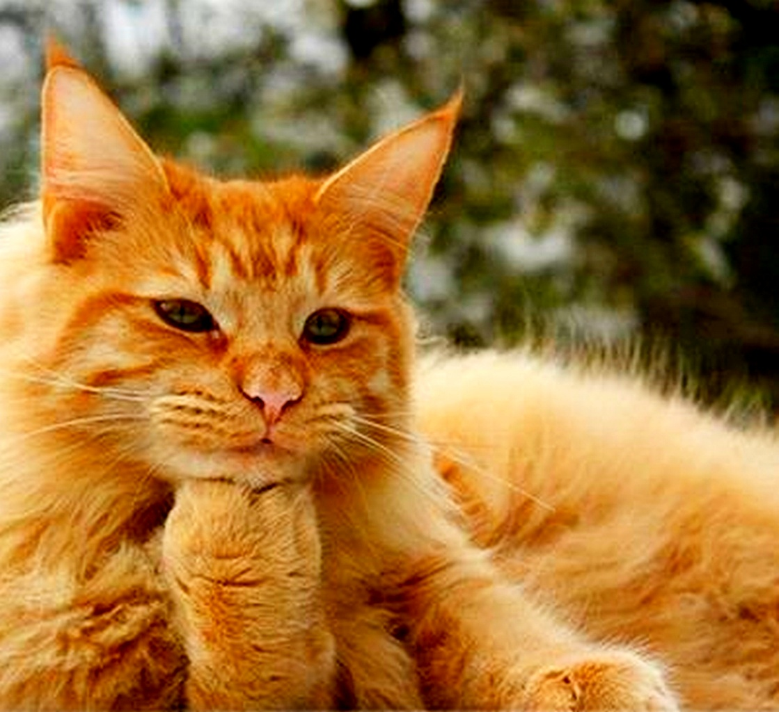 Испуганный кот. Кот и деревце. Кошка ржет. Кошки под кошачьей мятой. Кошки на дереве.