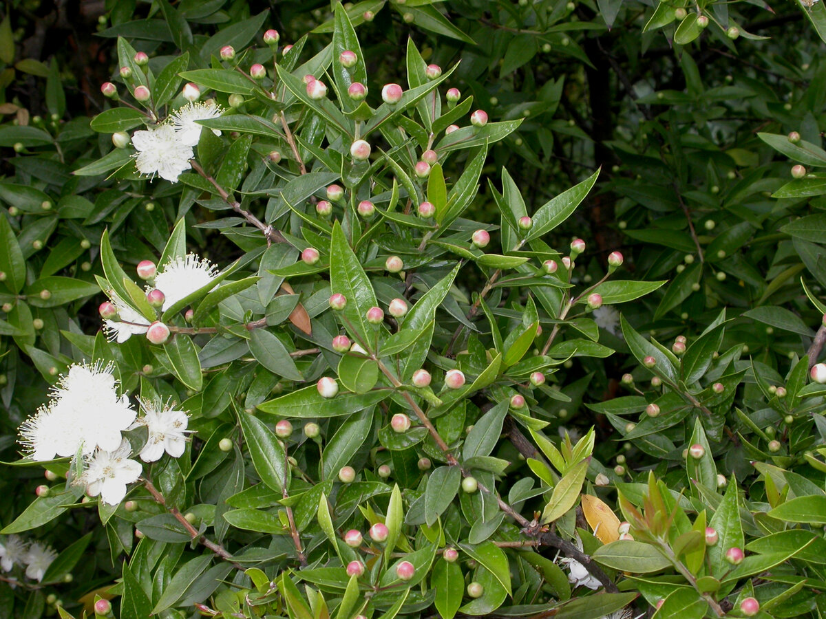 Myrtus communis