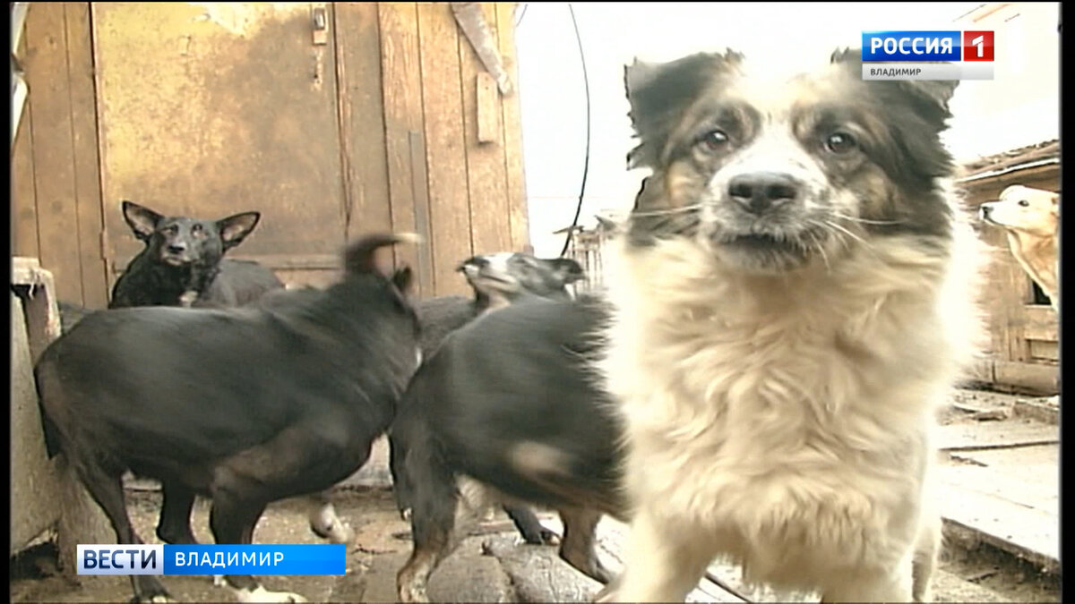 Фото "Вести-Владимир"