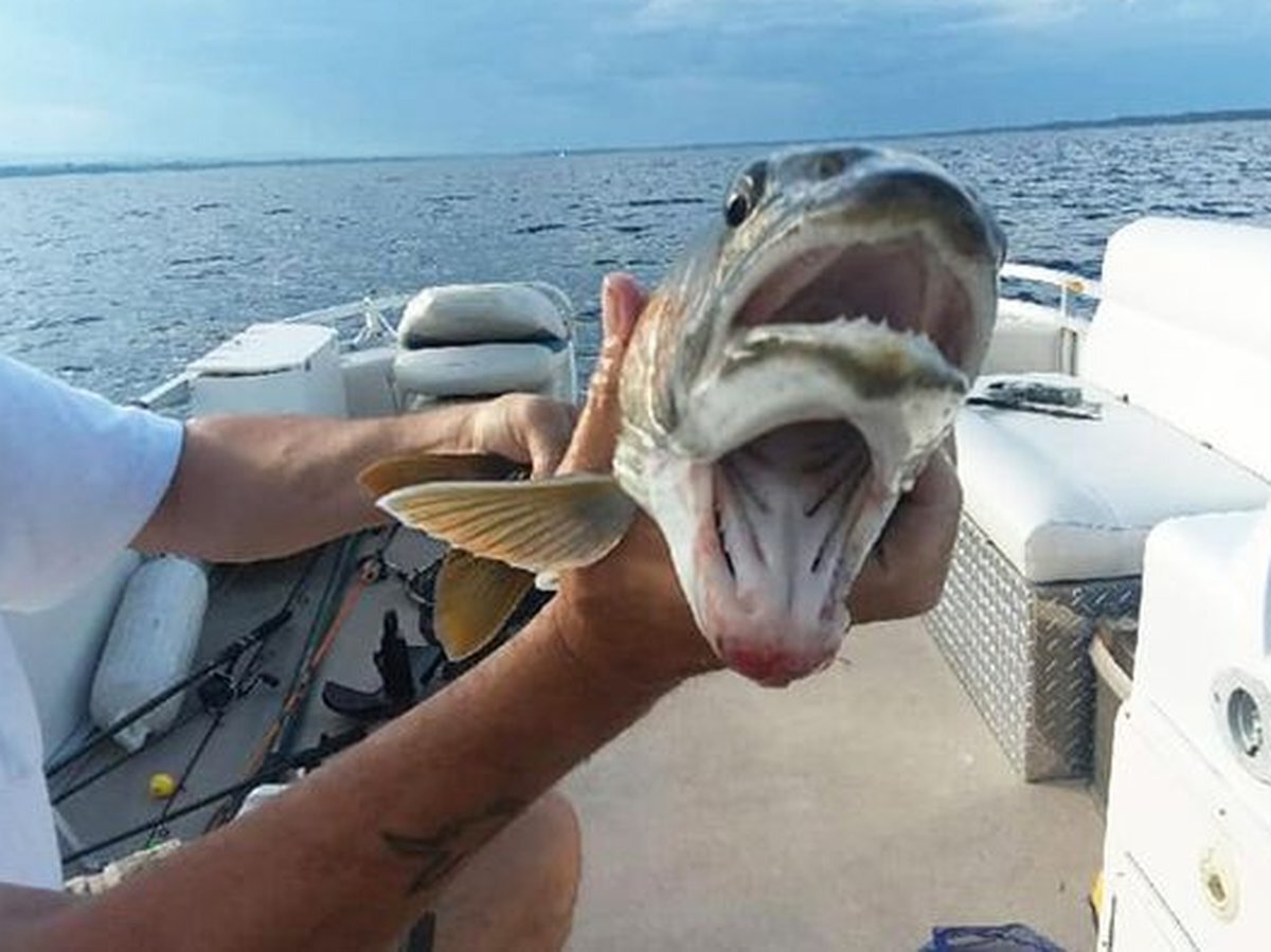 Та самая рыба