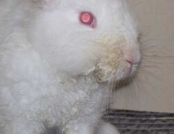 Ушной клещ у кроликов — лечение заболевания
